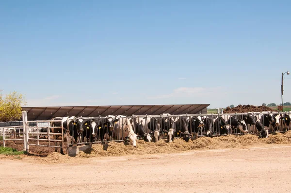 酪農場での牛乳牛の給餌時間. — ストック写真