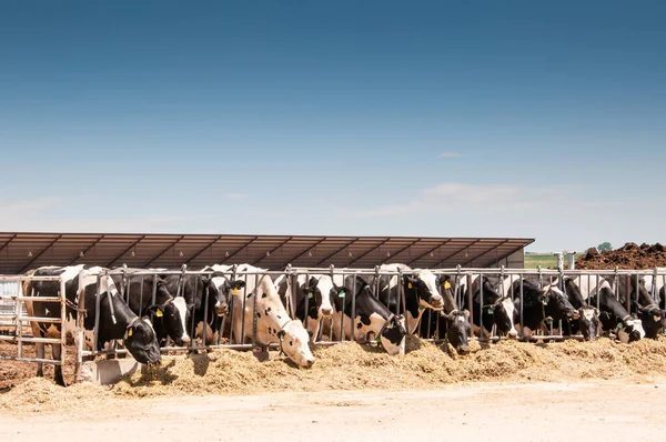 Süt inekleri için süt çiftliğinde beslenme zamanı. — Stok fotoğraf