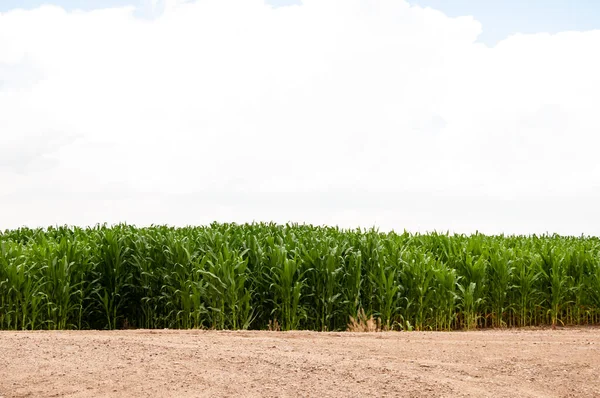 Cornstalks next to an untilled field in Colorado. — Stock Photo, Image