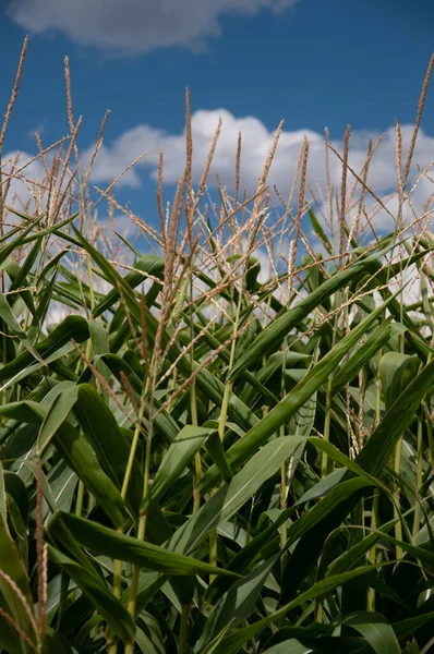 Cornstalks παρατάσσονται κάτω από ένα όμορφο cloudscape και ήλιο. — Φωτογραφία Αρχείου