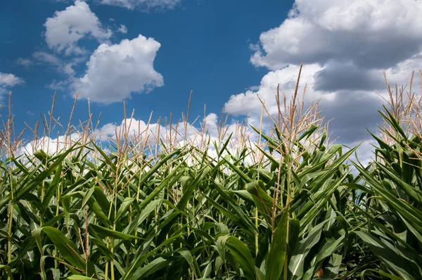 Steli di mais allineati sotto un bellissimo paesaggio nuvoloso e sole . — Foto Stock