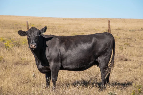 Zwarte Angus koe die vanaf de zijkant naar de camera kijkt. — Stockfoto