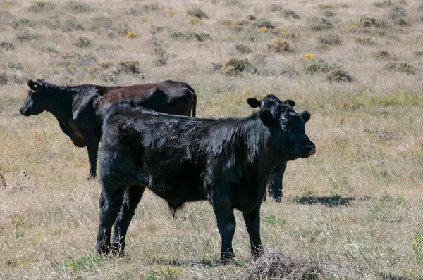 Czarny Angus krowa i dwa byki cielęta w słońcu. — Zdjęcie stockowe