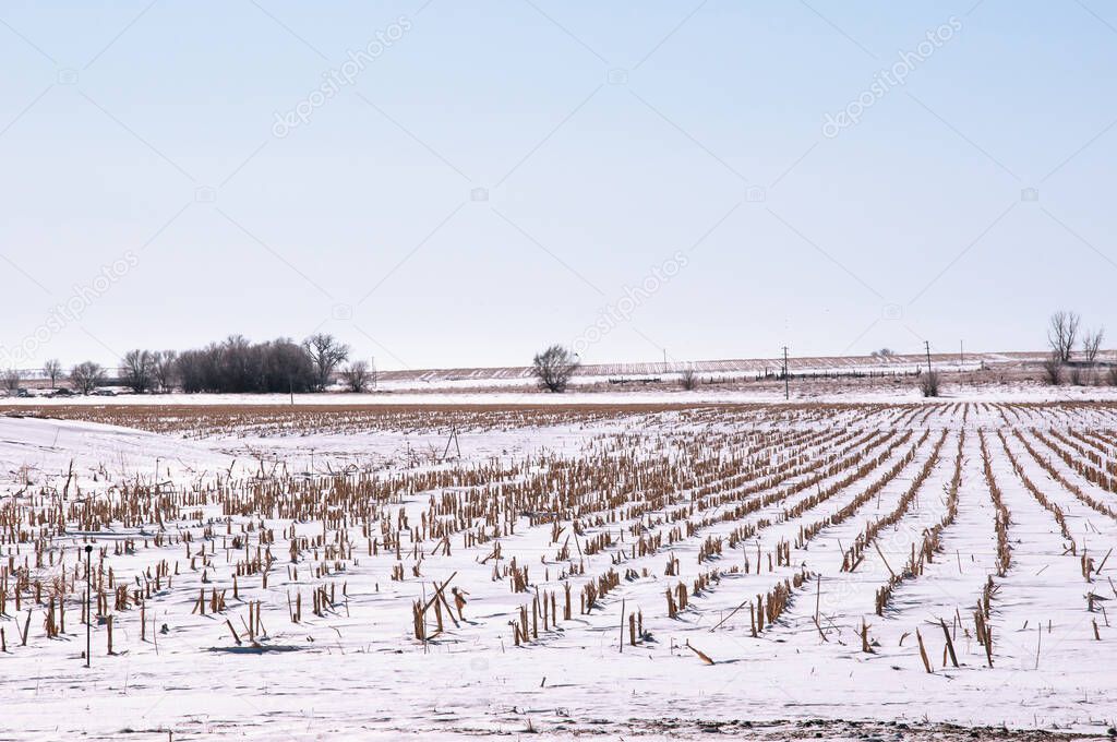 Winter snow covers a field of corn stubble after harvest