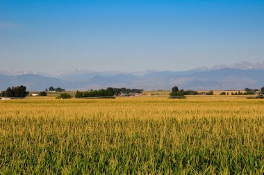 Sarı püskülleri olan bir mısır tarlası yaz rüzgarları gibi hasat ediyor..