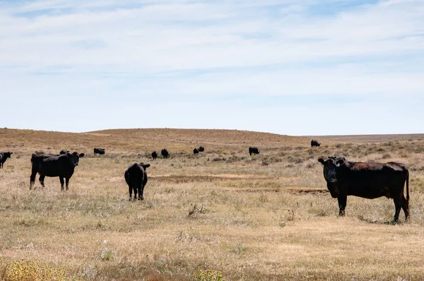 Biack Angus cow grazing on wild grass on open range. — Stock Photo, Image