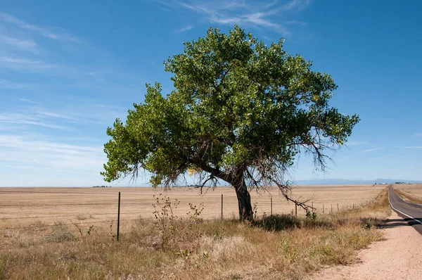 Árvore solitária com um fundo de montanha rochosa na distância — Fotografia de Stock