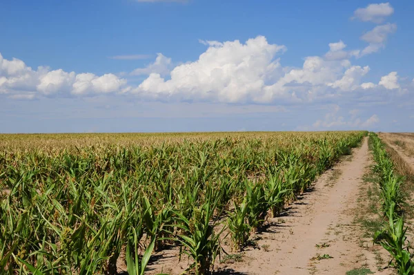 Filas de sorgo en un campo bajo una nube llena de cielo —  Fotos de Stock