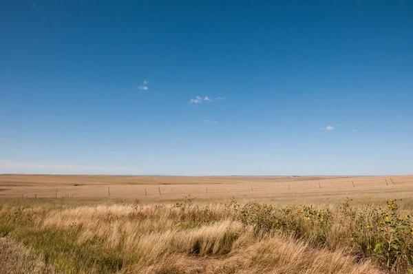 平原上的野草和野生向日葵. 免版税图库照片