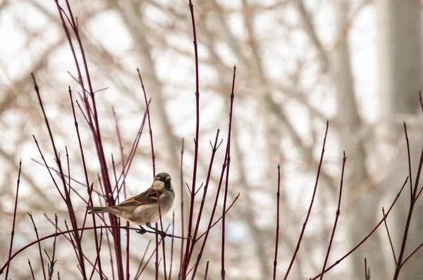Einzelne Sperlinge ruhen im Winter auf einem Hartriegel. — Stockfoto