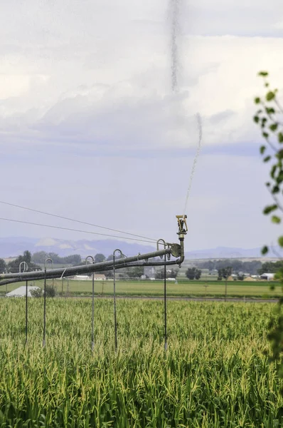 Sistema de irrigação pivô central aspersão de água em um campo de milho — Fotografia de Stock