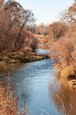 La Poudre Nehri 'nin kıyısında yoğun büyüme var.