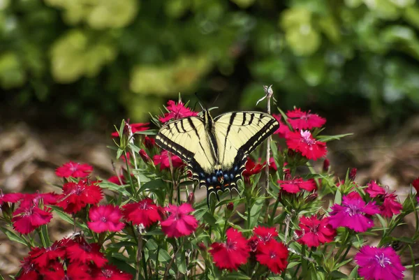 Una farfalla gialla Swallowtail raccogliendo nettare da fiori rossi . — Foto Stock