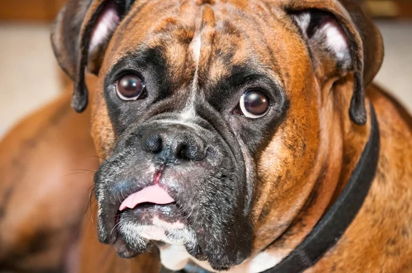 Boxer hund ligger på golvet tittar in i kameran — Stockfoto