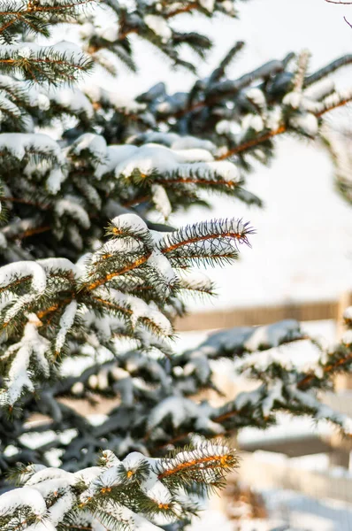 An early storm leaves snow on the branches of a Blue Spruce tree — Stock Photo, Image