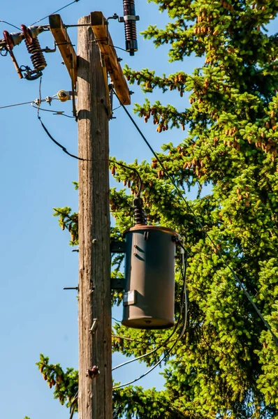 Strommast und Leitungen mit einem Tannenzapfen beladenen Baum dahinter. Stockfoto