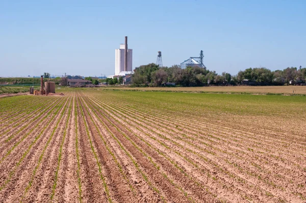 Veduta prospettica delle piantine di mais appena germogliate nelle zone rurali del Colorado, USA — Foto Stock