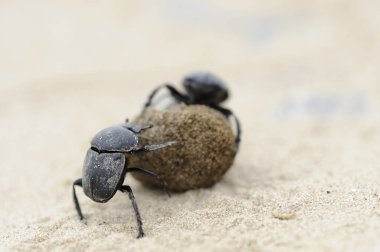 Kumsaldaki bok böcekleri top için savaşıyor.