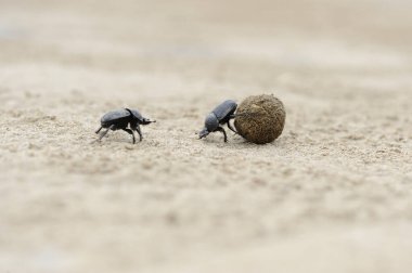 Kumsaldaki bok böcekleri top için savaşıyor.