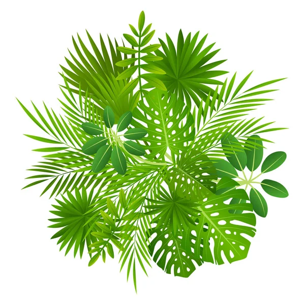 Hojas tropicales aisladas — Vector de stock