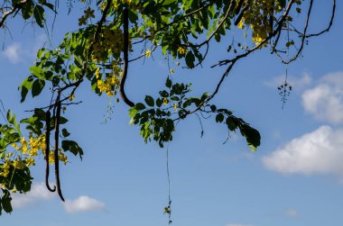 Greentonio #87 - Flora ve Fauna Tayvan