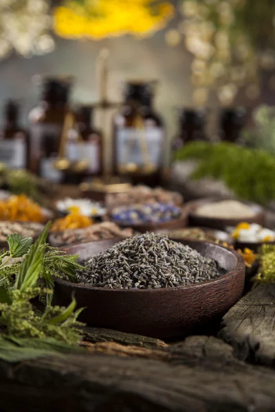 Fresh medicinal, healing herbs — Stock Photo, Image