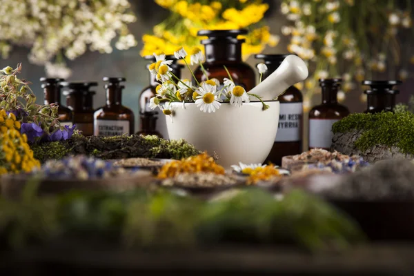 Assorted natural medical herbs and mortar — Stock Photo, Image