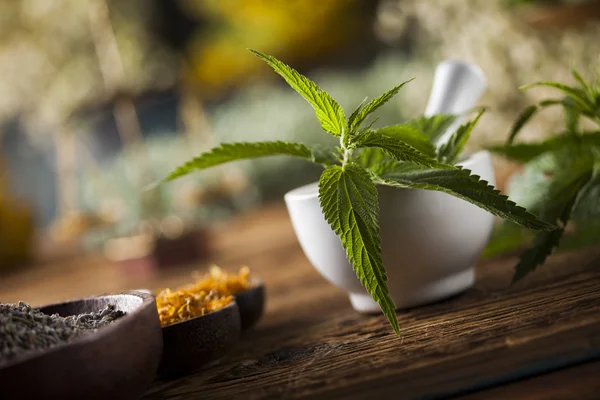 Herbes médicinales, remède naturel et mortier — Photo