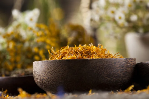 Healing herbs on wooden desk — Stock Photo, Image
