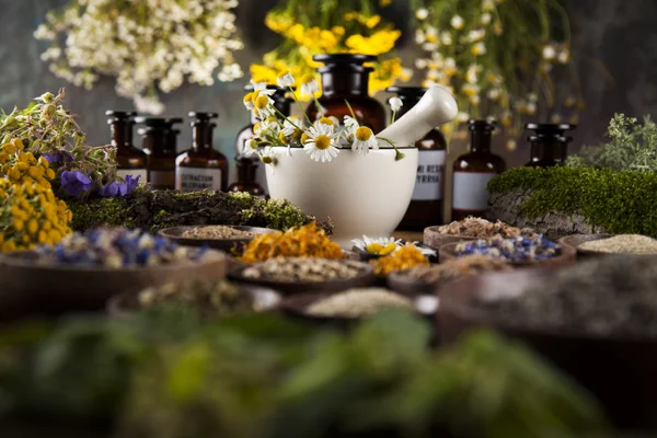 Fresh medicinal, healing herbs — Stock Photo, Image