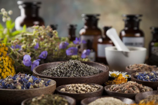 Ervas medicinais frescas, curativas — Fotografia de Stock