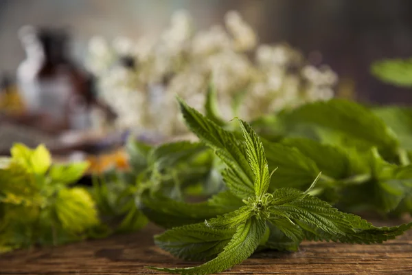 Ervas curativas na mesa de madeira — Fotografia de Stock