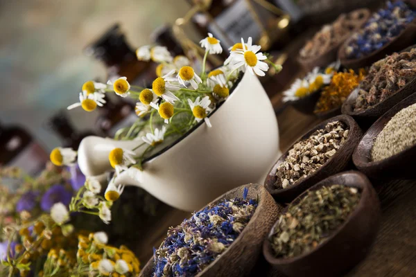 Healing herbs on wooden desk — Stock Photo, Image