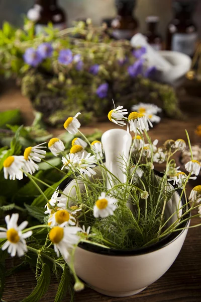 Ervas medicinais frescas, curativas — Fotografia de Stock