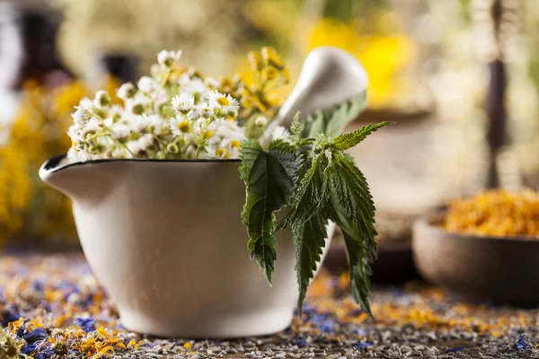 Ervas, bagas e flores com argamassa — Fotografia de Stock