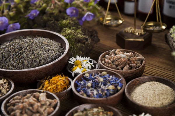 Fresh medicinal, healing herbs — Stock Photo, Image