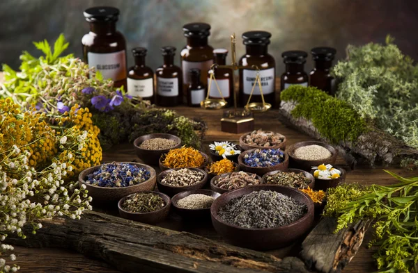 Hierbas medicinales, curativas frescas — Foto de Stock