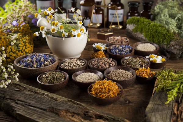 Ervas medicinais frescas, curativas — Fotografia de Stock