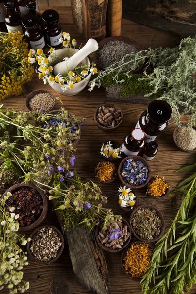 Diverse naturliga medicinska örter och murbruk — Stockfoto