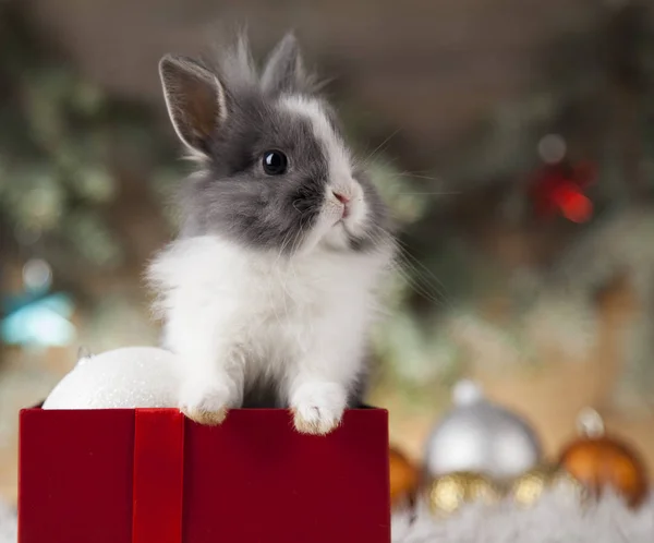 Lustige Hasen und Weihnachten Hintergrund — Stockfoto