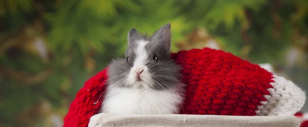 Funny bunny and Christmas background — Stock Photo, Image
