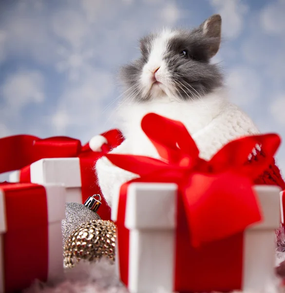 Coelho engraçado e fundo de Natal — Fotografia de Stock