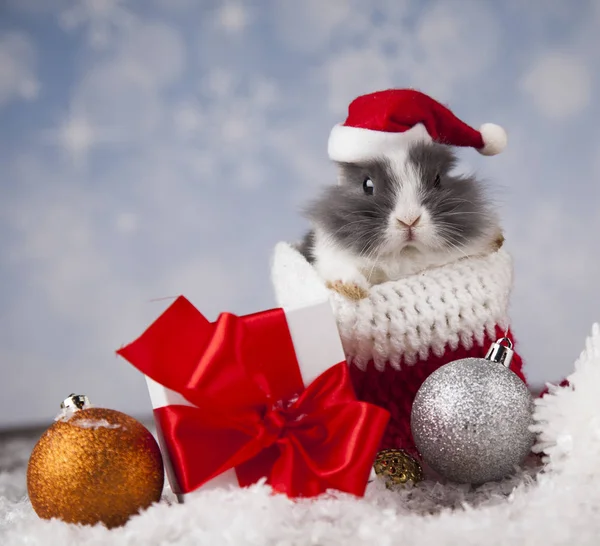 Coelho engraçado e fundo de Natal — Fotografia de Stock