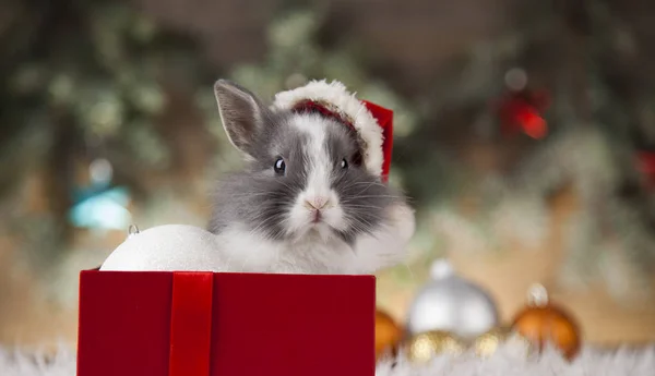 Coelho engraçado e fundo de Natal — Fotografia de Stock