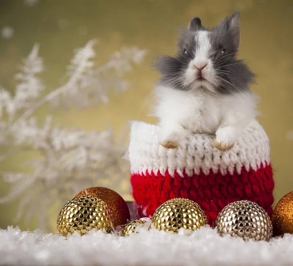 Semester jul kanin i Santa hatt — Stockfoto
