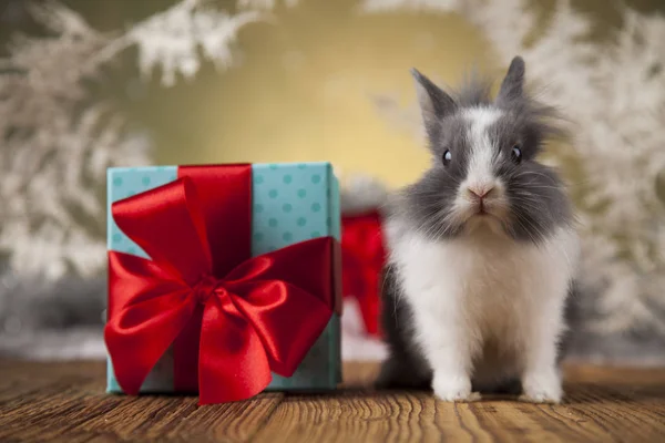 Coniglietto divertente e sfondo di Natale — Foto Stock