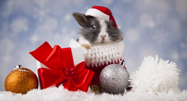 节日圣诞节圣诞老人的帽子的兔子 — 图库照片