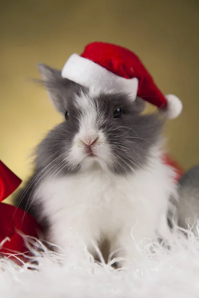 Lustige Hasen und Weihnachten Hintergrund — Stockfoto