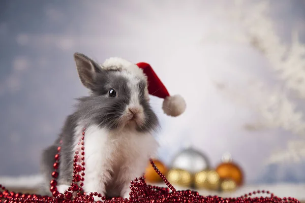 Funny bunny a Vánoční pozadí — Stock fotografie