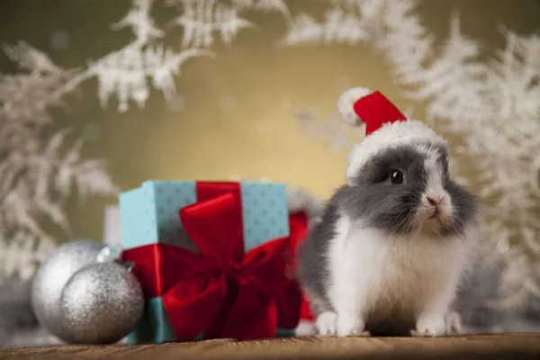 Різдво кролик в капелюсі Санта — стокове фото